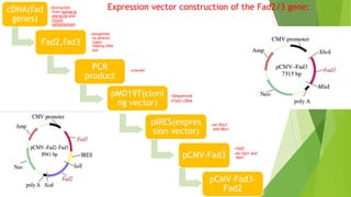 cDNA(fad
genes)
•Extracted
from Spinacia
oleracea and
Linum
usitatissmum
Fad2,fad3
•Amplified
by phanta
super-
fidelity DNA
pol.
PCR
product
•cloned
pMD19T(cloni
ng vector)
•Sequenced
•Fad3-cDNA
pIRES(expres
sion vector)
•at-Xho1
and Mlu1
pCMV-Fad3
•fad2
•At-Sal1 and
Not1
pCMV-Fad3-
Fad2
Expression vector construction of the Fad2/3 gene:
 