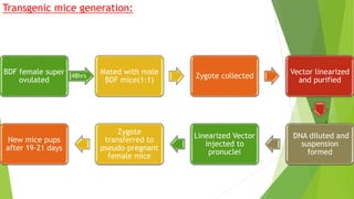 BDF female super
ovulated
48hrs
Mated with male
BDF mice(1:1)
Zygote collected
Vector linearized
and purified
DNA diluted and
suspension
formed
Linearized Vector
injected to
pronuclei
Zygote
transferred to
pseudo-pregnant
female mice
New mice pups
after 19-21 days
Transgenic mice generation:
 
