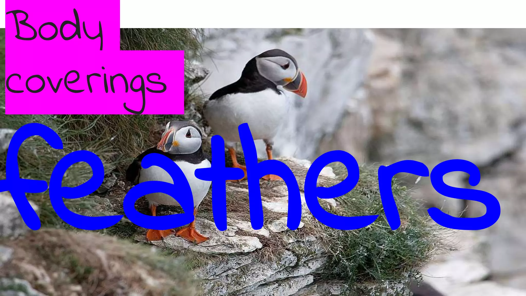 Body
coverings
feathers
 