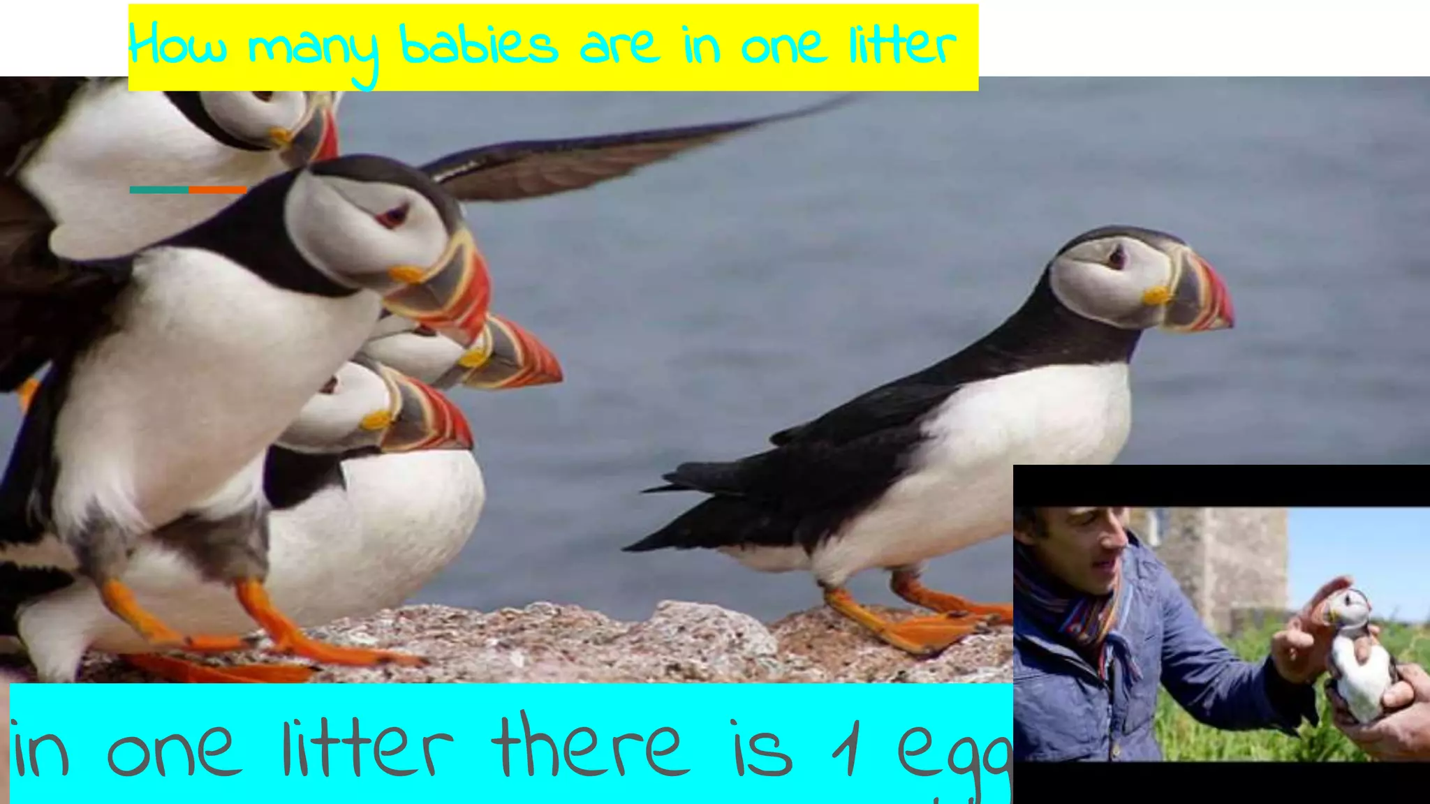 How many babies are in one litter
in one litter there is 1 egg
 