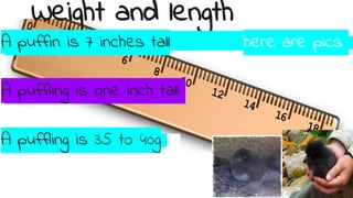 Weight and length
A puffin is 7 inches tall here are pics
A puffling is one inch tall
A puffling is 35 to 40g
 