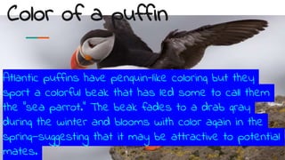 Color of a puffin
Atlantic puffins have penguin-like coloring but they
sport a colorful beak that has led some to call the...