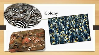 Colony
 