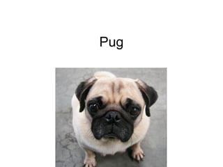 Pug 