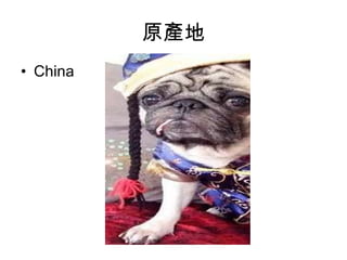 原產地 China 