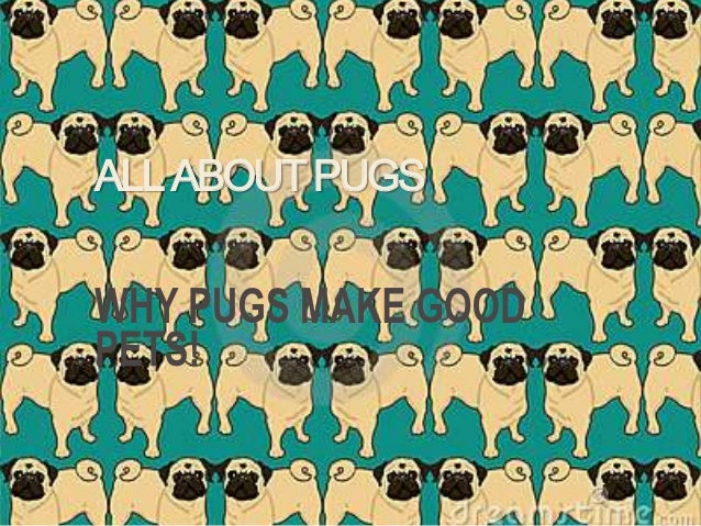 all about pug all about pugs all about pug all about pugs