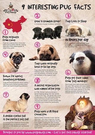 9 Interesting Pug Facts by Pug Pawty
