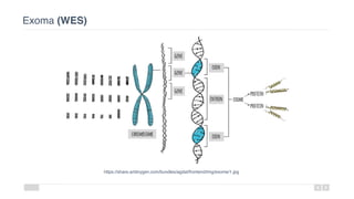 Exoma (WES)
https://share.ambrygen.com/bundles/agdat/frontend/img/exome/1.jpg
 