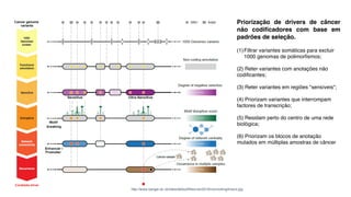 http://www.sanger.ac.uk/sites/default/files/Jan2016/noncodingdrivers.jpg
Priorização de drivers de câncer
não codificadores com base em
padrões de seleção.
(1)Filtrar variantes somáticas para excluir
1000 genomas de polimorfismos;
(2) Reter variantes com anotações não
codificantes;
(3) Reter variantes em regiões "sensíveis";
(4) Priorizam variantes que interrompam
factores de transcrição;
(5) Residam perto do centro de uma rede
biológica;
(6) Priorizam os blocos de anotação
mutados em múltiplas amostras de câncer
 