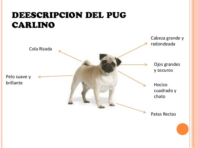 pug carlino pug carlino pug carlino pug carlino