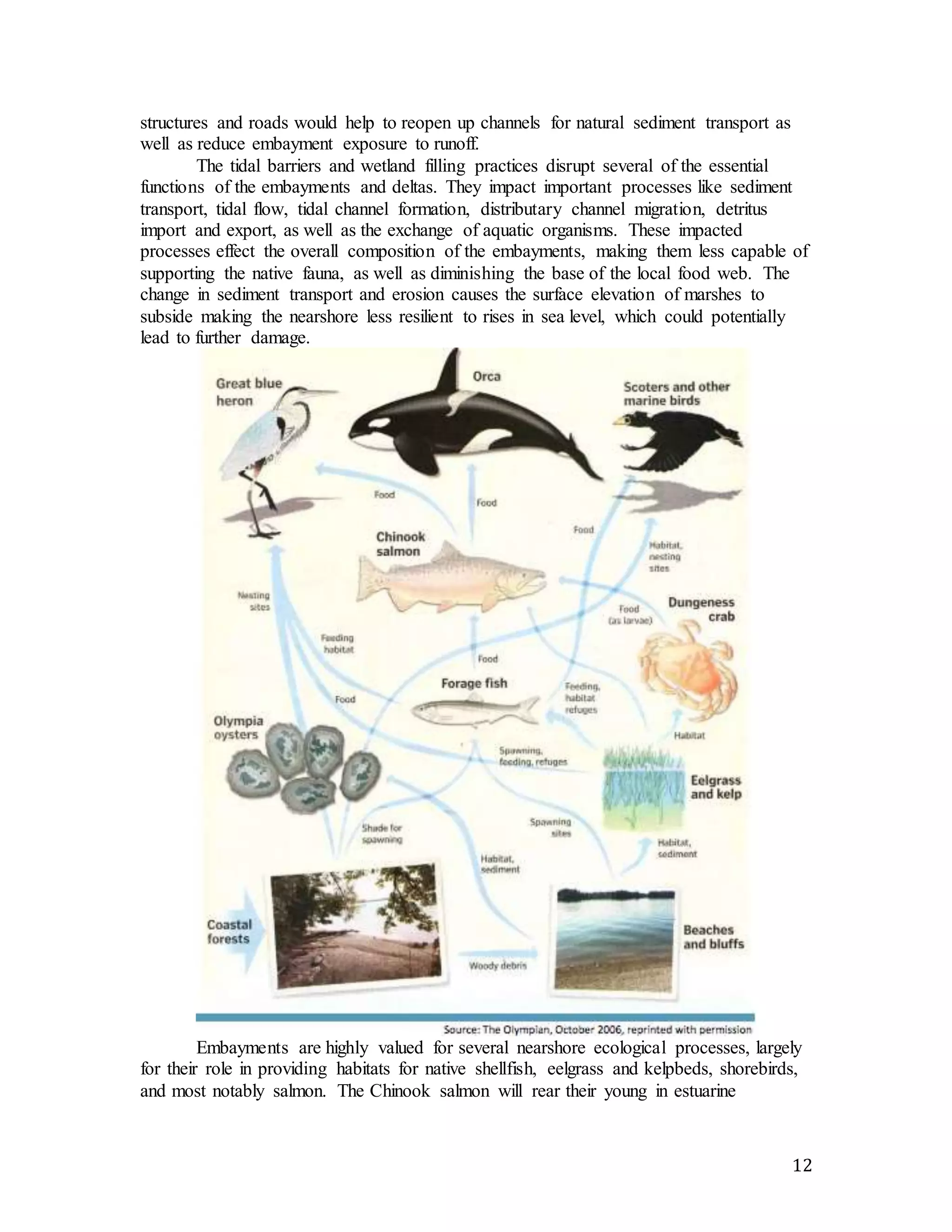 12 
structures and roads would help to reopen up channels for natural sediment transport as 
well as reduce embayment exposure to runoff. 
The tidal barriers and wetland filling practices disrupt several of the essential 
functions of the embayments and deltas. They impact important processes like sediment 
transport, tidal flow, tidal channel formation, distributary channel migration, detritus 
import and export, as well as the exchange of aquatic organisms. These impacted 
processes effect the overall composition of the embayments, making them less capable of 
supporting the native fauna, as well as diminishing the base of the local food web. The 
change in sediment transport and erosion causes the surface elevation of marshes to 
subside making the nearshore less resilient to rises in sea level, which could potentially 
lead to further damage. 
Embayments are highly valued for several nearshore ecological processes, largely 
for their role in providing habitats for native shellfish, eelgrass and kelpbeds, shorebirds, 
and most notably salmon. The Chinook salmon will rear their young in estuarine 
 