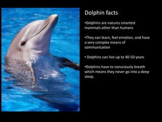 Dolphin factsDolphins are natures smartest mammals other than humans