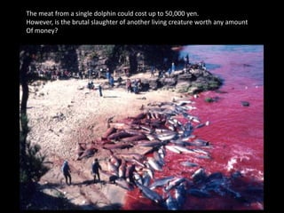  Dolphins can live up to 40-50 years