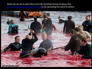 Dolphins have to consciously breath which means they never go into a deep sleep.  The Japanese quote a total of over 20,000 dolphin slaughters a year