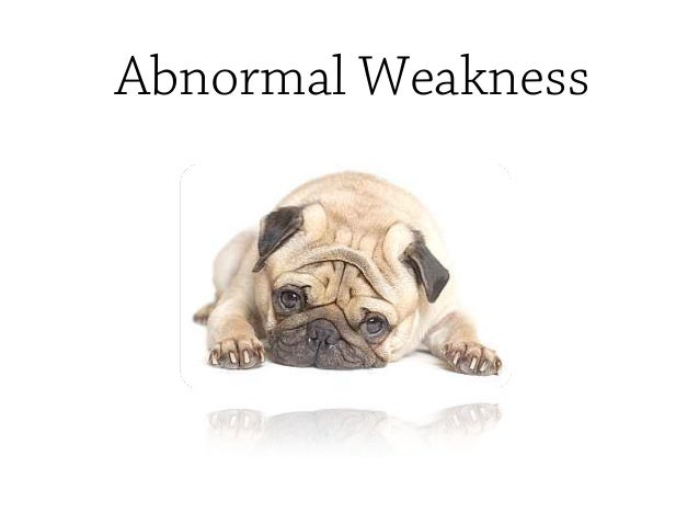 overheated symptoms pugs overheating symptoms overheated symptoms pugs overheating symptoms