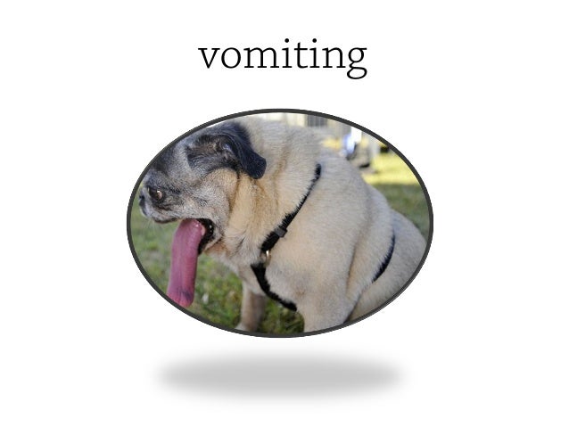overheated symptoms pugs overheating symptoms overheated symptoms pugs overheating symptoms