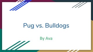 Pug vs. Bulldogs
By Ava
 