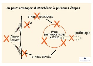 on peut envisager d’interférer à plusieurs étapes


                    X
                STADES HEPATIQUES



            X                       X
                                CYCLE           pathologie

X
                           ERYTHROCYTAIRE


                        X                   X
    CYCLE                      ASEXUE


                                        X
    SEXUE




            X     STADES SEXUÉS
 