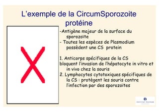 L’exemple de la CircumSporozoite
            protéine
          -Antigène majeur de la surface du
             sporozoïte
          - Toutes les espèces de Plasmodium
             possèdent une CS protein

          1. Anticorps spécifiques de la CS
          bloquent l’invasion de l’hépatocyte in vitro et
              in vivo chez la souris
          2. Lymphocytes cytotoxiques spécifiques de
              la CS : protègent les souris contre
              l’infection par des sporozoïtes
 