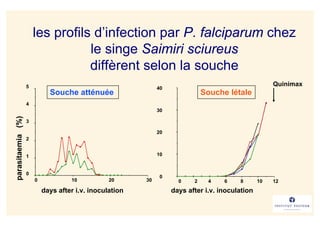 les profils d’infection par P. falciparum chez
                                  le singe Saimiri sciureus
                                  diffèrent selon la souche
                   5                                                                                  Quinimax
                                                              40
                             Souche atténuée                                  Souche létale
                   4
                                                              30
parasitaemia (%)




                   3

                                                              20
                   2


                   1                                          10


                   0
                                                               0
                       0            10           20      30          0    2    4    6    8       10   12
                           days after i.v. inoculation             days after i.v. inoculation
 