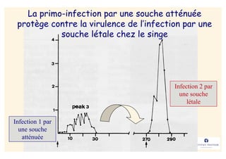 La primo-infection par une souche atténuée
 protège contre la virulence de l’infection par une
           souche létale chez le singe




                                         Infection 2 par
                                           une souche
                                              létale


Infection 1 par
  une souche
   atténuée
 
