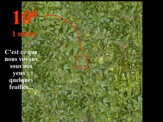 C’est ce que nous voyons sous nos yeux : quelques feuilles... 10 0 1 mètre 