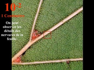 On peut observer les détails des nervures de la feuille. 10 -2 1 Centimètre 