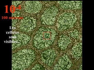 Les cellules sont visibles...  10 -4 100 microns 