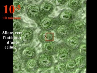Allons vers l’intérieur d’une cellule... 10 -5 10 microns 