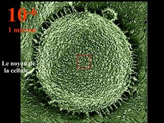 Le noyau de la cellule... 10 -6 1 micron 