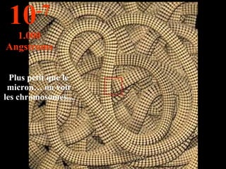 Plus petit que le micron… on voit les chromosomes... 10 -7 1.000 Angstroms 