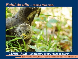 Puiul de uliu  –   ramas fara cuib. DEFRISARILE –  un dezastru pentru fauna padurilor. Foto: Claudiu Paizan, Diana Livezeanu.  © Plantam fapte bune in Romania! 
