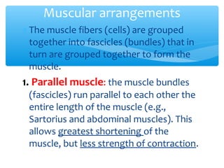 Parallel Muscle Shape Example Myology ppt | PPT