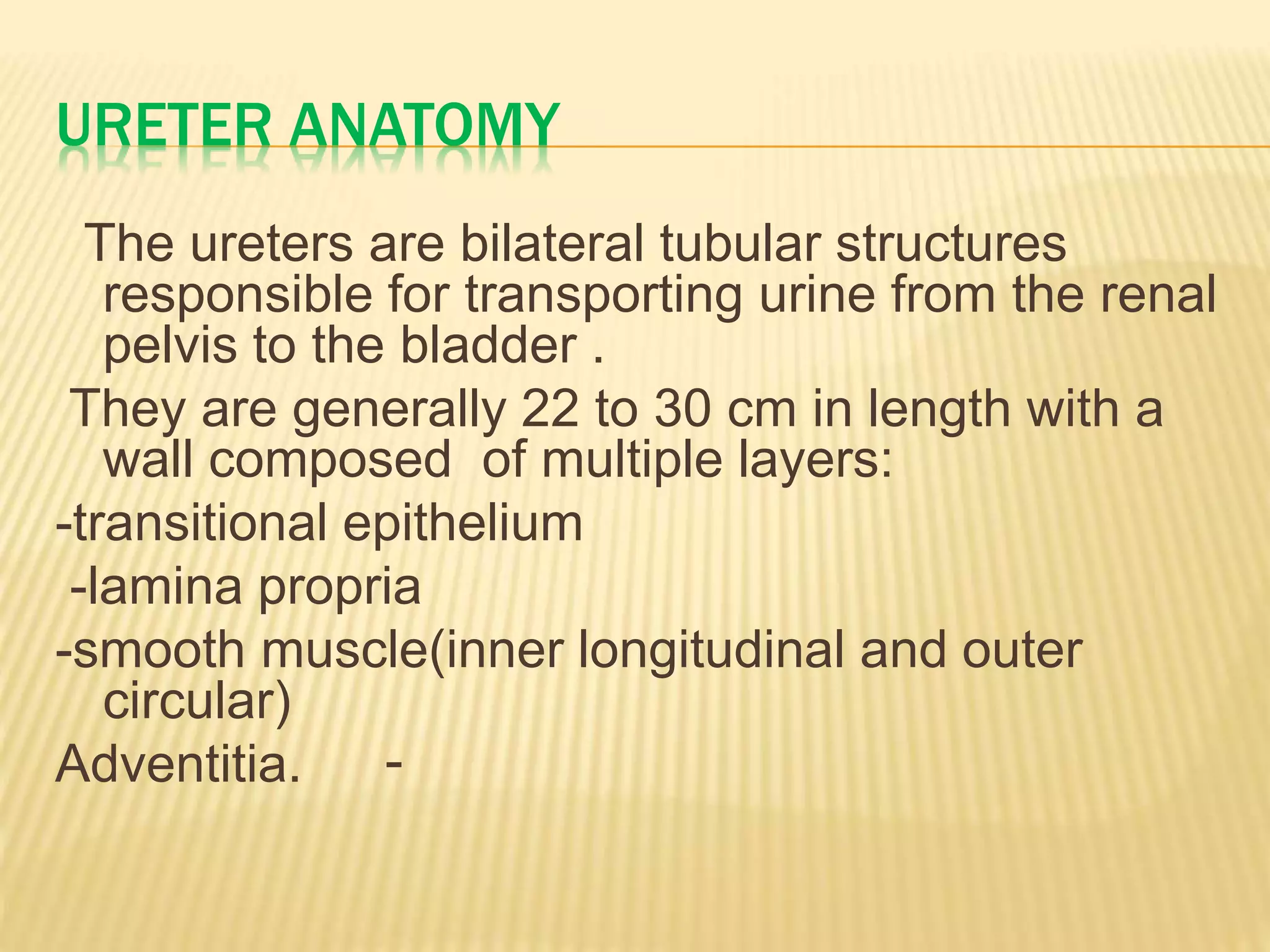 URETER ANATOMY
The ureters are bilateral tubular structures
responsible for transporting urine from the renal
pelvis to the bladder .
They are generally 22 to 30 cm in length with a
wall composed of multiple layers:
-transitional epithelium
-lamina propria
-smooth muscle(inner longitudinal and outer
circular)
Adventitia. -
 