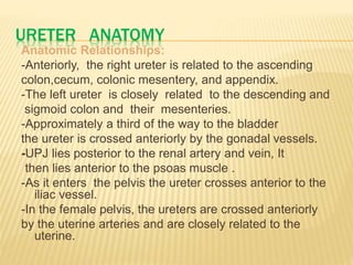 URETER ANATOMY
Anatomic Relationships:
-Anteriorly, the right ureter is related to the ascending
colon,cecum, colonic mesentery, and appendix.
-The left ureter is closely related to the descending and
sigmoid colon and their mesenteries.
-Approximately a third of the way to the bladder
the ureter is crossed anteriorly by the gonadal vessels.
-UPJ lies posterior to the renal artery and vein, It
then lies anterior to the psoas muscle .
-As it enters the pelvis the ureter crosses anterior to the
iliac vessel.
-In the female pelvis, the ureters are crossed anteriorly
by the uterine arteries and are closely related to the
uterine.
 