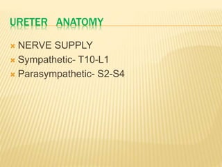 URETER ANATOMY
 NERVE SUPPLY
 Sympathetic- T10-L1
 Parasympathetic- S2-S4
 