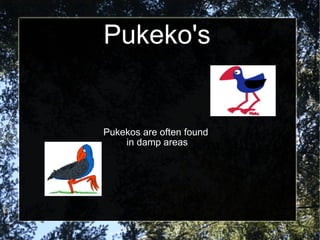 Pukeko's Pukekos are often found  in damp areas 