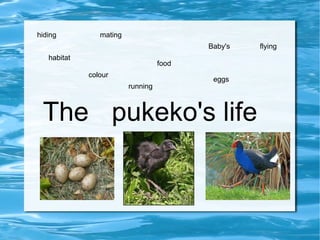 The  pukeko's life habitat food mating Baby's colour eggs flying running hiding 