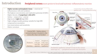 Introduction
3
▫ Highly vascular and lymphatic tissue -> reservoir of
inflammatory cells and cytokines
▫ The highest concentration and replicative potential of LESCs
▫ Higher density of Langerhans’ cells (APC)
limbus = conjunctiva > central
▫ High level of IgM, C1 (high MW)
▫ Tight collagen bundle packing: suitable for high MW
compound accumulation
▫ Less innervations and sensitivity
▫ Flatter curvature
Peripheral cornea more prone to local and systemic inflammatory reaction
Central Peripheral
Thickness 0.52 mm 0.65-1 mm
Nutrition
tear film
aqueous
peri-limbal
capillaries
Central 50% - limbus where
corneal stroma is bonded to the
sclera (No clear cut border)
Gupta Y, Kishore A, Kumari P, Balakrishnan N, Lomi N, Gupta N, Vanathi M, Tandon R. Peripheral ulcerative keratitis. Survey of Ophthalmology. 2021 Nov 1;66(6):977-98.
Gomes BF, Santhiago MR. Biology of peripheral ulcerative keratitis. Experimental Eye Research. 2021 Mar 1;204:108458.
Perilimbal capillaries extend 0.5 mm in the cornea
Interrupt vss. -> peripheral necrosis and ulceration
Conjunctiva stroma filled with
plasma cell -> local production of Ig
 