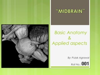Basic Anatomy
&
Applied aspects
By: Pulak Agrawal
Roll No.: 001
 