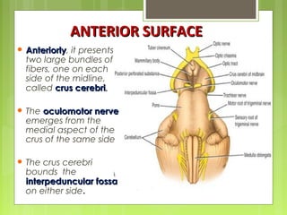  AnteriorlyAnteriorly, it presents
two large bundles of
fibers, one on each
side of the midline,
called crus cerebricrus cerebri..
 The oculomotor nerveoculomotor nerve
emerges from the
medial aspect of the
crus of the same side
 The crus cerebri
bounds the
interpeduncular fossainterpeduncular fossa
on either side.
ANTERIOR SURFACEANTERIOR SURFACE
 