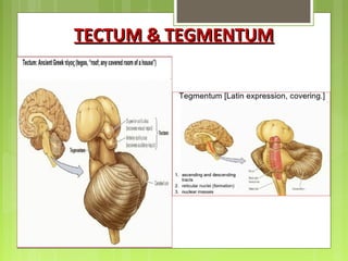TECTUM & TEGMENTUMTECTUM & TEGMENTUM
 