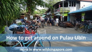 How to get around on Pulau Ubin 
more in www.wildsingapore.com 
 