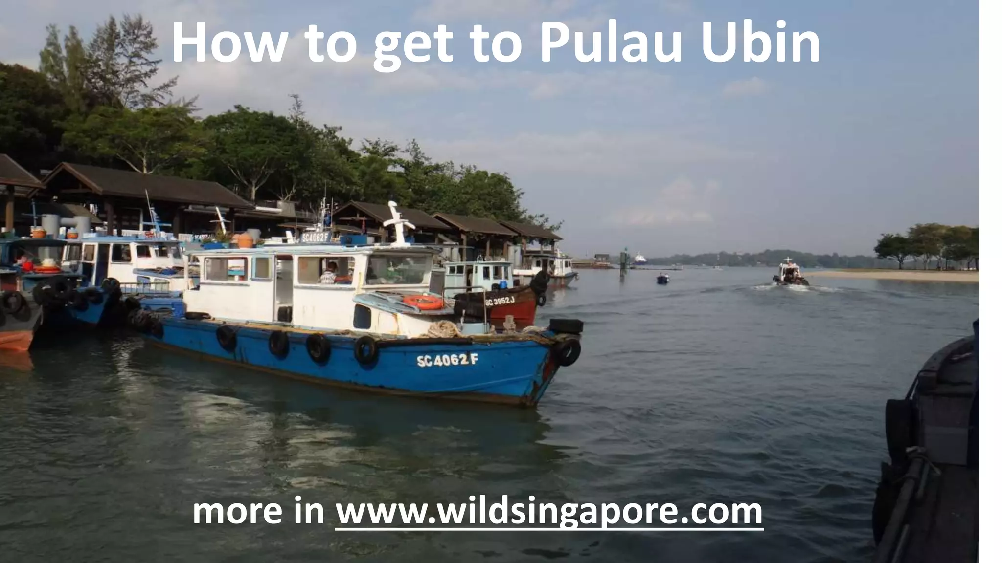 How to get to Pulau Ubin
more in www.wildsingapore.com