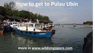 How to get to Pulau Ubin
more in www.wildsingapore.com
 