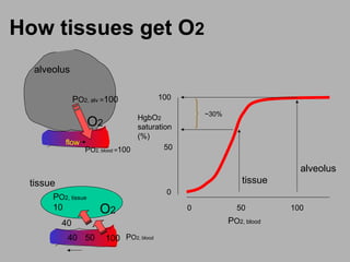 How tissues get O2
flow
O2
PO2, alv =100
alveolus
O2
PO2, tissue
10
PO2, blood =100
PO2, blood
40
10040 50
tissue
alveolus
tissue
0 50 100
100
50
0
~30%
PO2, blood
HgbO2
saturation
(%)
 