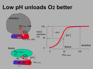 Low pH unloads O2 better
flow
O2
PO2, alv =100
alveolus
O2
PO2, tissue
10
PO2, blood =100
PO2, blood
40
10040 50
tissue
alveolus
0 50 100
100
50
0
~50%
tissue
PO2, blood
HbO2
saturation
(%)
pH
pH
 