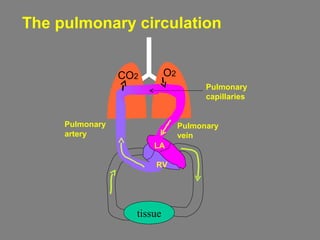 The pulmonary circulation
tissue
CO2 O2
Pulmonary
artery
RV
LA
Pulmonary
vein
Pulmonary
capillaries
 