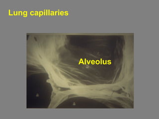 Lung capillaries
Alveolus
 