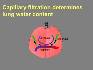 Capillary filtration determines
lung water content
alveolus lymphatic
capillary
 